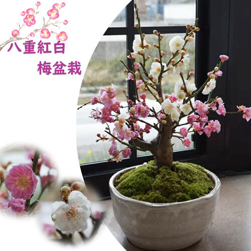 楽天市場】お祝い梅盆栽 おめでたい 八重紅白梅盆栽 2026年3月頃に開花