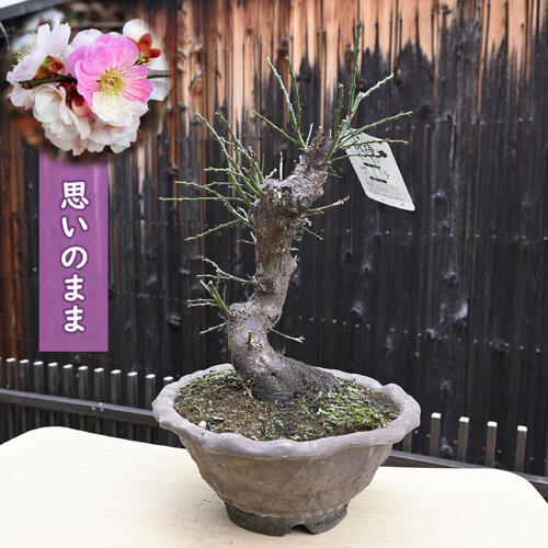 楽天市場】2026年3月開花 梅盆栽 思いのまま 咲き分け 八重咲き 花梅