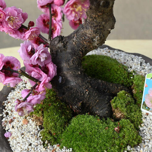 楽天市場】2026年2月開花 日光 梅盆栽 八重咲き お祝い 梅盆栽 にっ