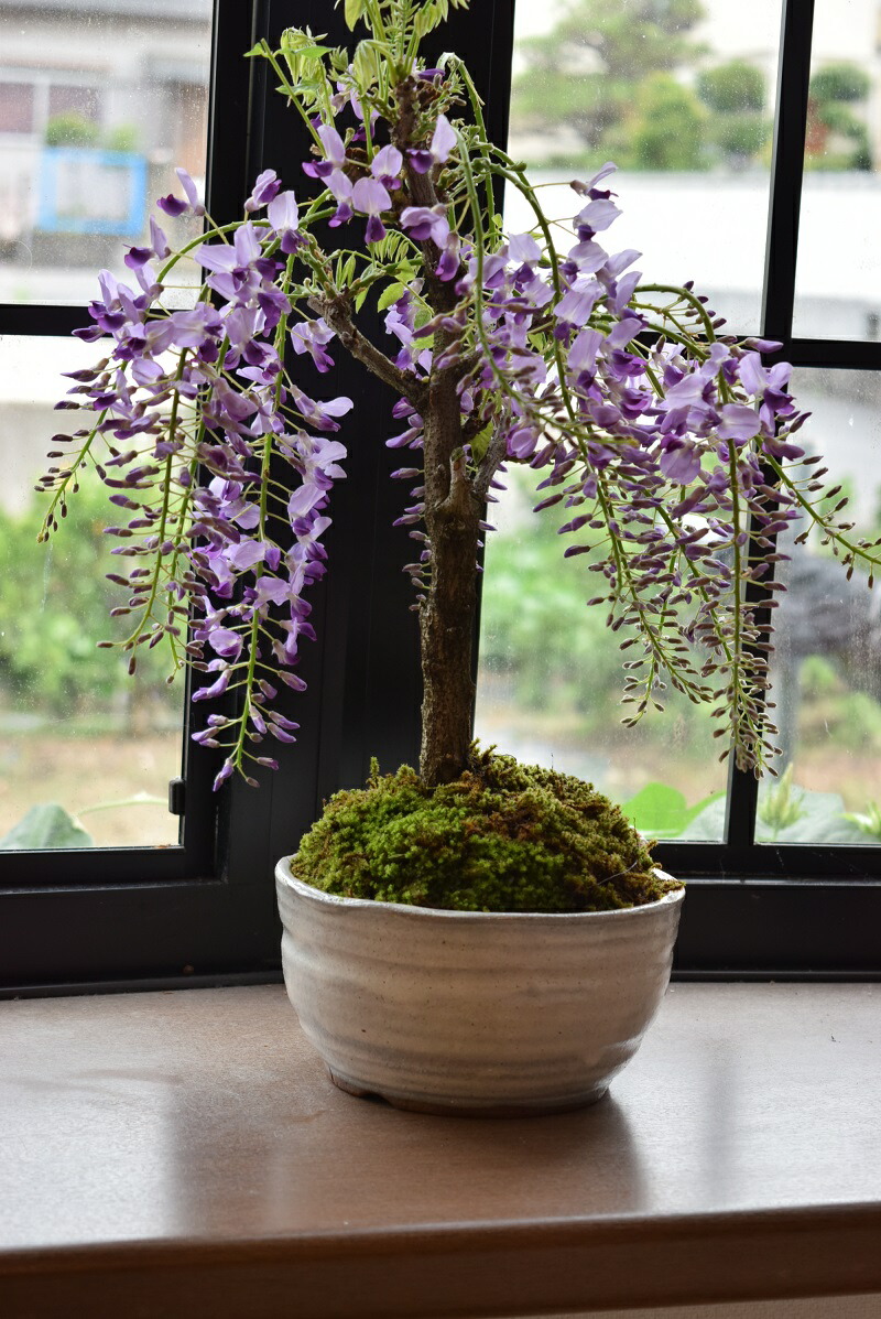 楽天市場】2026年お誕生日プレゼント 贈り物に 5月に開花予定の藤盆栽
