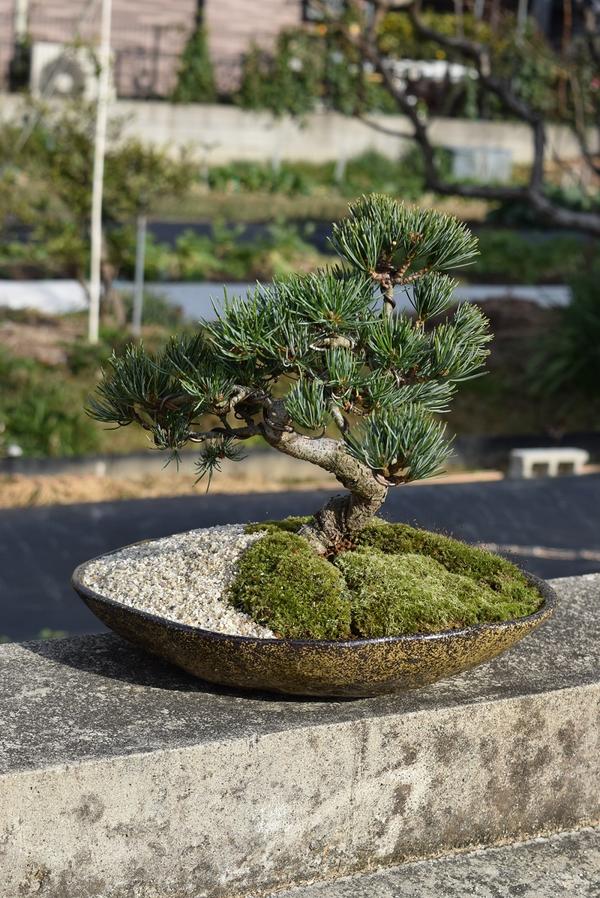 楽天市場】五葉松盆栽【盆栽】樹齢10年もの 樹形のかっこいい盆栽です