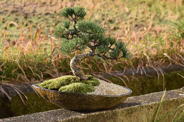 楽天市場】五葉松盆栽【盆栽】樹齢10年もの 樹形のかっこいい盆栽です