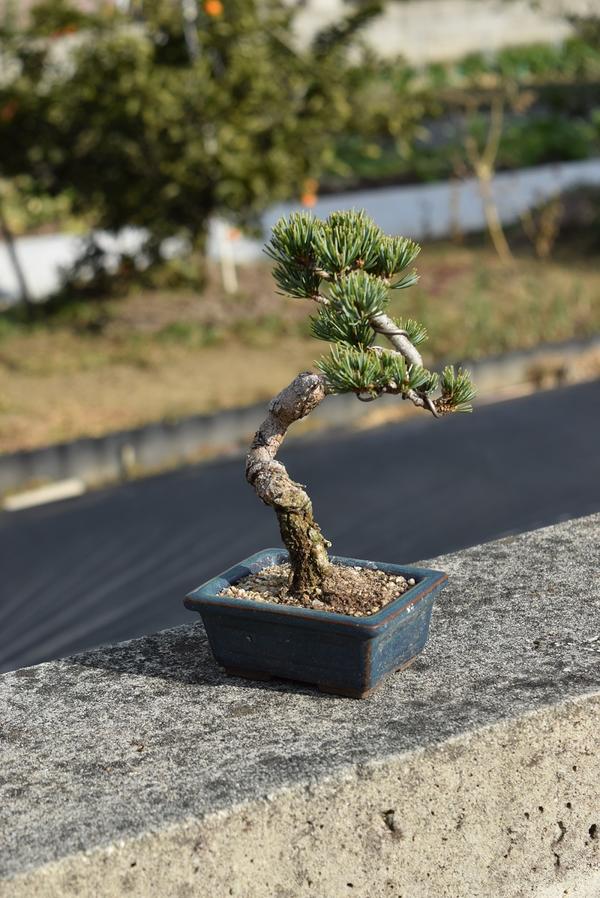 楽天市場】ギフト ミニ五葉松盆栽四国五葉松盆栽【盆栽】ミニ盆栽