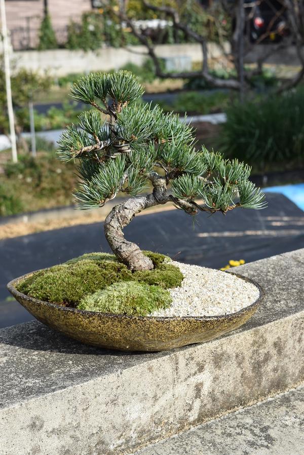 楽天市場】五葉松盆栽【盆栽】樹齢10年もの 樹形のかっこいい盆栽です