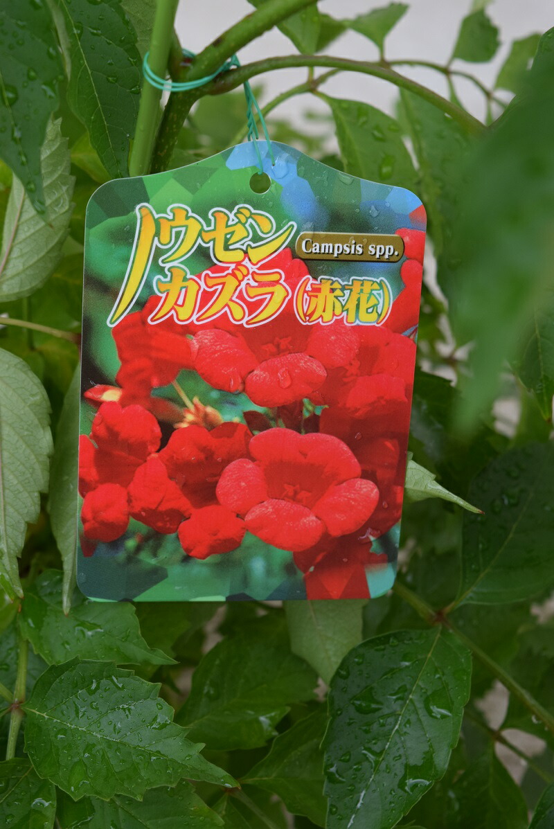 楽天市場】2026年ノウゼンカズラ苗 ノウゼンカズラ (凌霄花)アメリカ