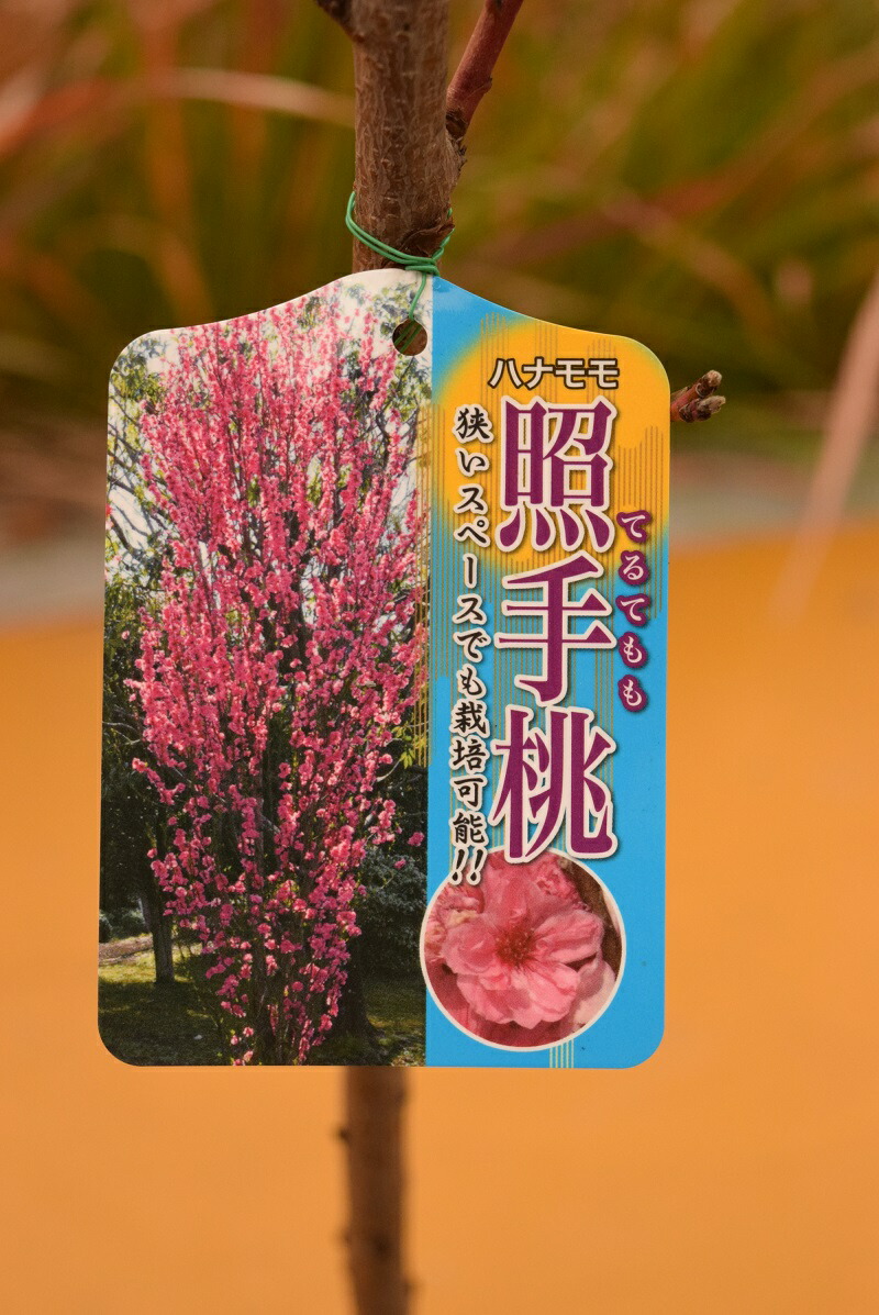 楽天市場】照手花桃苗2026年4月開花苗ハナ桃【照手桃(ハナモモ)】プラ