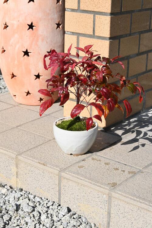 楽天市場】2026年はお多福南天盆栽 南天鉢植え お多福南天鉢植え