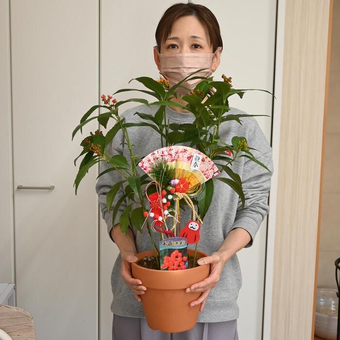 楽天市場】お正月飾り2026年千両鉢植え実付きでお届け縁起がいい木千両