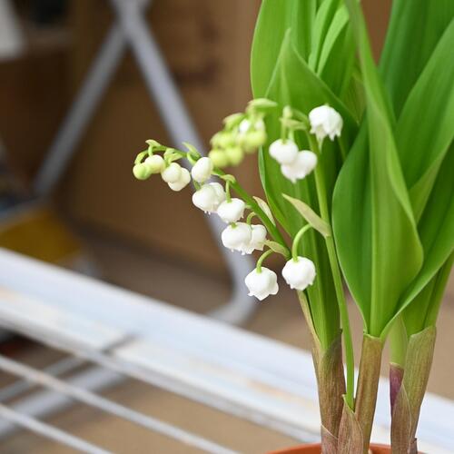 楽天市場】2026年2月に開花苗 スズラン鉢植えすずらん ドイツすずらん