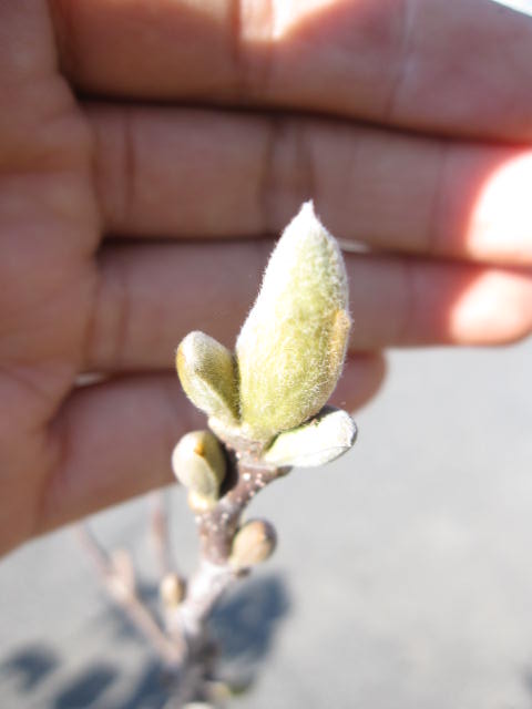 楽天市場】2026年4月開花ガールマグノリア苗 モクレン 普通のモクレン