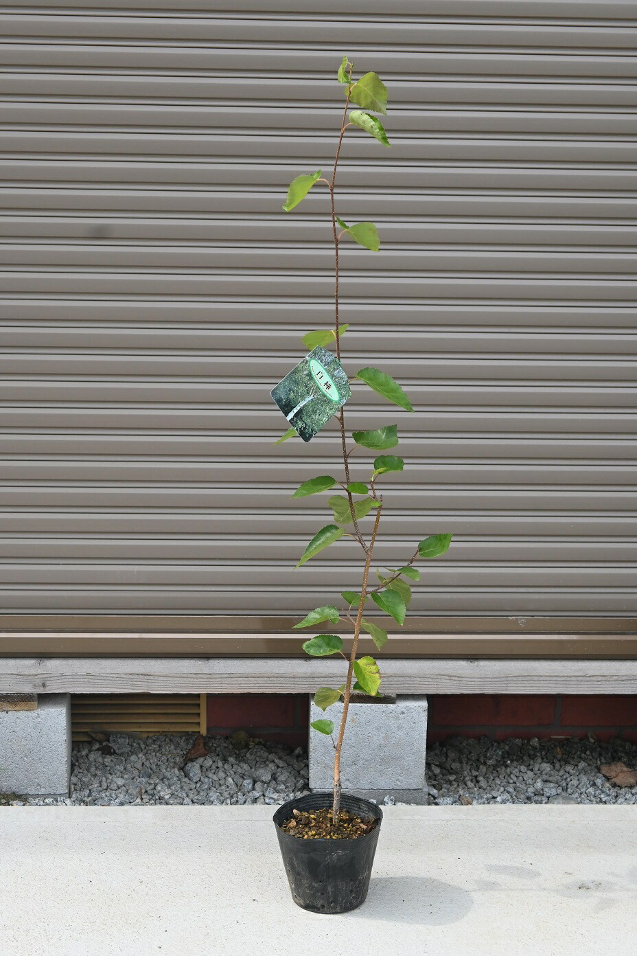 白樺 植木」の人気商品一覧 | 安い商品を通販サイトから探す - 価格.com