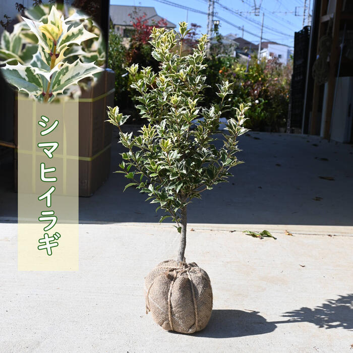 楽天市場】2026年シマヒイラギ 苗木 班入り ヒイラギ 柊 寝巻苗斑入り