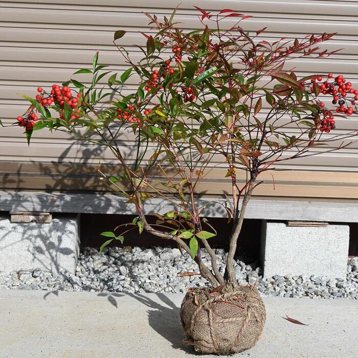 楽天市場】なんてん苗木 南天 赤実 赤南天 ナンテン 寝巻苗 縁起が良い