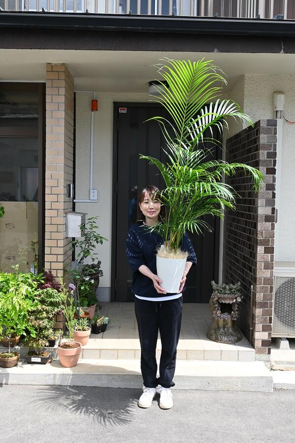 楽天市場】観葉植物：アレカヤシ大きい苗 : 園芸百貨店何でも揃うこ