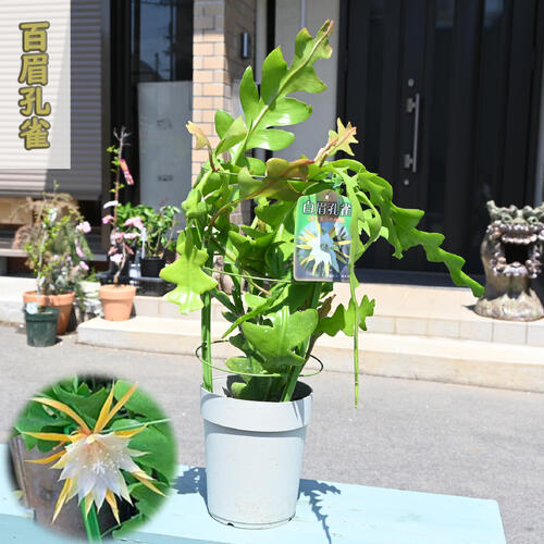 苗 月下美人」の人気商品一覧 | 安い商品を通販サイトから探す - 価格.com