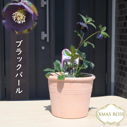 楽天市場】2025年2月から発送予定ですクリスマスローズ 鉢植え