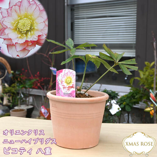 楽天市場】2026年NEW クリスマスローズ 鉢植え 5号鉢 オリエンタリス