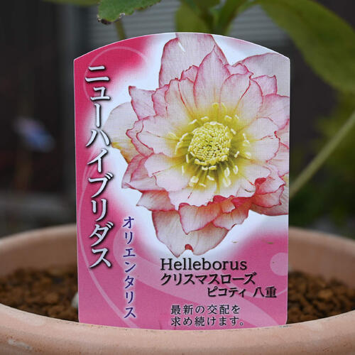 楽天市場】2026年NEW クリスマスローズ 苗 5号プラ鉢入り