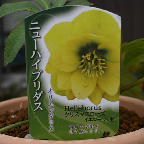 楽天市場】2026年NEW クリスマスローズ 鉢植え 5号鉢 オリエンタリス