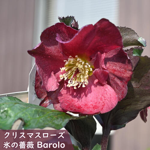 楽天市場】2026年1月開花 クリスマスローズ Ice N' roses 氷の薔薇