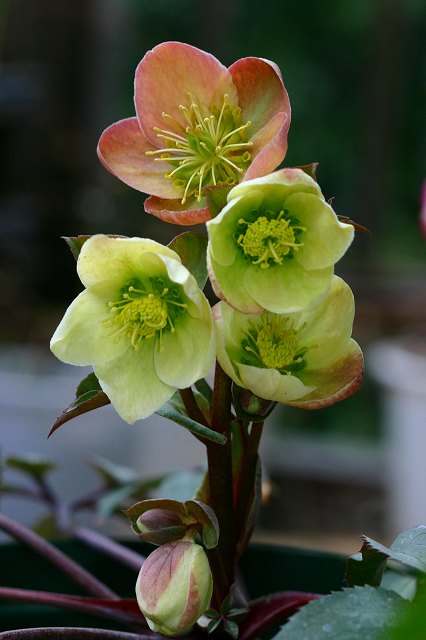 楽天市場】【送料無料】 【ポット苗】 【クリスマスローズ