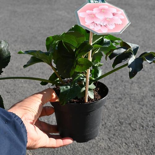 楽天市場】NEW 2026年1月～2月開花株クリスマスローズ開花株散らず桜超