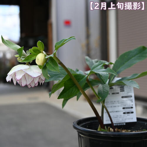 楽天市場】2026年NEW クリスマスローズ 苗 5号プラ鉢入り