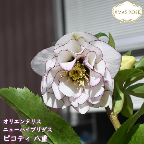 楽天市場】2026年NEW クリスマスローズ 苗 5号プラ鉢入り