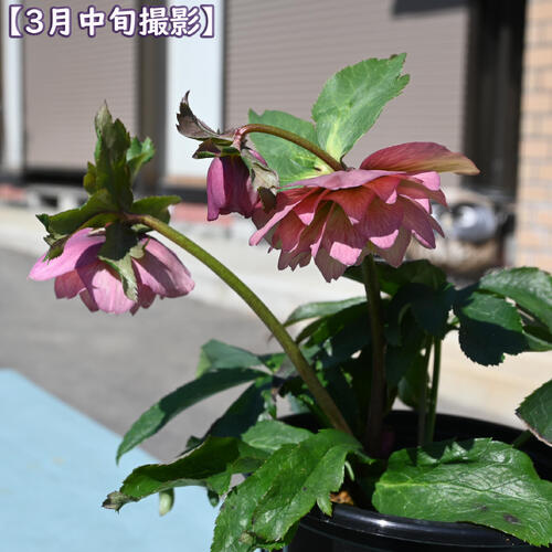 楽天市場】【現品】2025年3月開花 クリスマスローズ 苗 5号プラ鉢入り