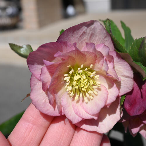 楽天市場】【現品】2025年3月開花 クリスマスローズ 苗 5号プラ鉢入り