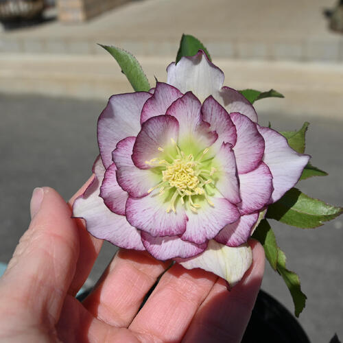 楽天市場】【現品】2025年3月開花 クリスマスローズ 苗 5号プラ鉢入り