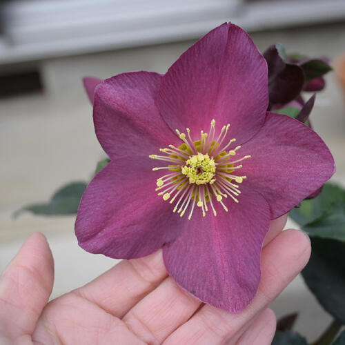 楽天市場】クリスマスローズ 氷の薔薇 アーリーレッド 苗 プラ鉢入り