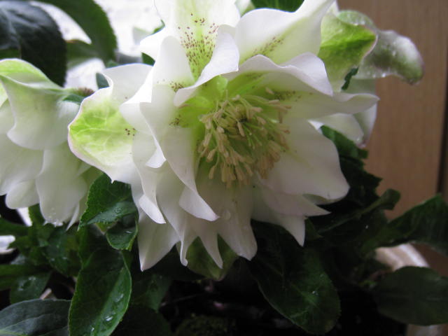 楽天市場】クリスマスローズ開花株 【ポット苗】 【クリスマスローズ