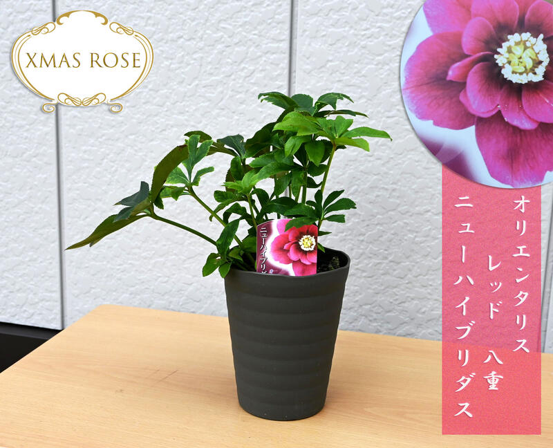 楽天市場】2023年開花見込みクリスマスローズ オリエンタリス ニュー