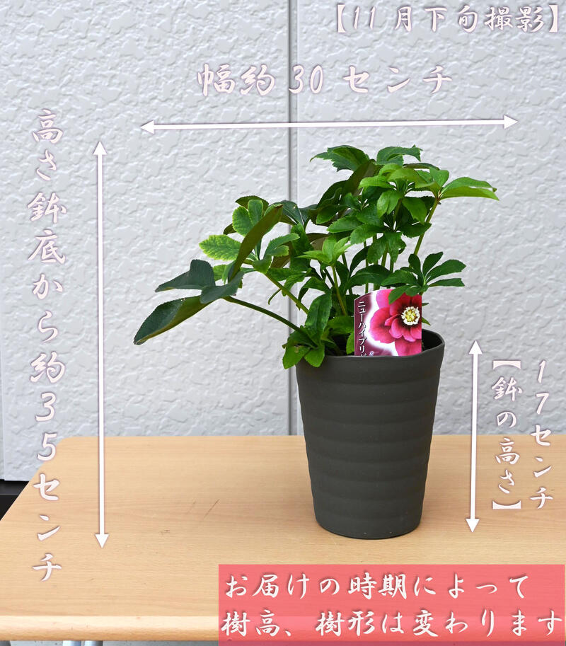 クリスマスローズ 花芽あり な*ず様 クリスマスローズ 花芽あり - メルカリ