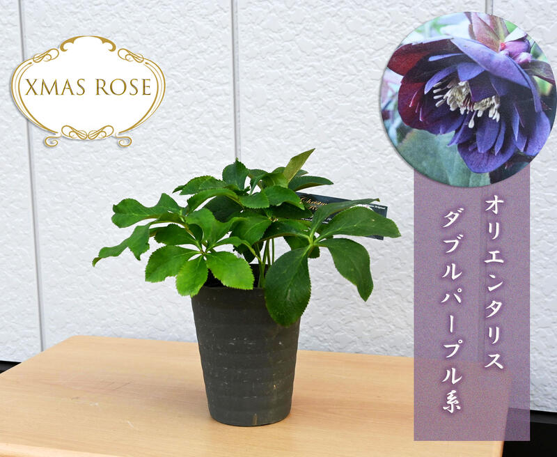 楽天市場】クリスマスローズ 開花株予定開花2026年クリスマスローズ