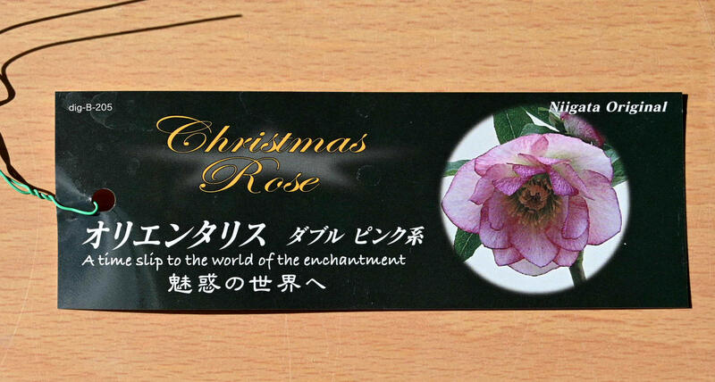 楽天市場】【新入荷】2025年開花クリスマスローズ オリエンタリス