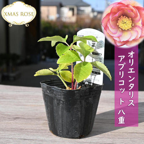 楽天市場】2023年新入荷苗 クリスマスローズ オリエンタリス