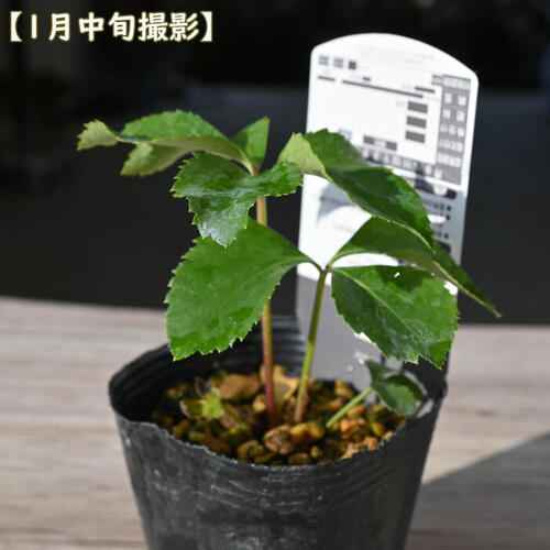 楽天市場】2023年新入荷苗 クリスマスローズ オーレア系 ダブル