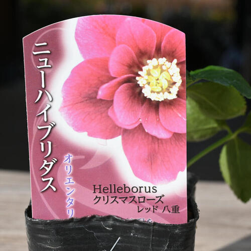 楽天市場】クリスマスローズ オリエンタリス レッド系 八重咲き