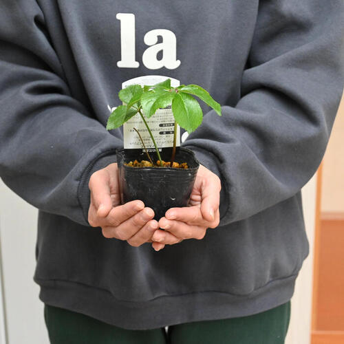 楽天市場】2023年新入荷苗 クリスマスローズ オーレア系 ダブル