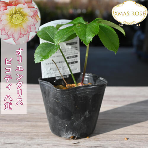 楽天市場】2023年新入荷苗 クリスマスローズ オリエンタリス ピコティ