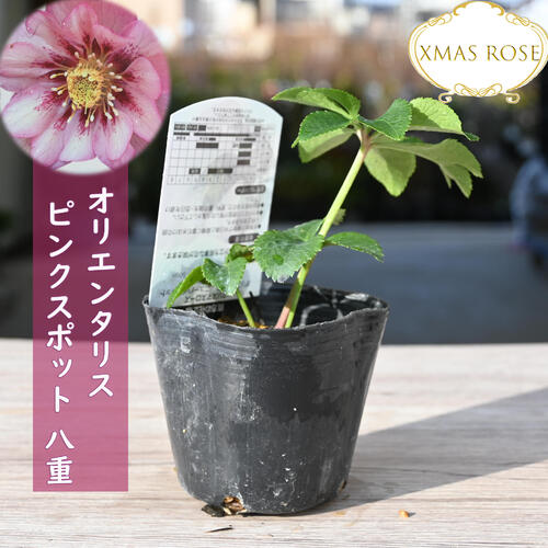 楽天市場】2023年新入荷苗 クリスマスローズ オリエンタリス ピンク