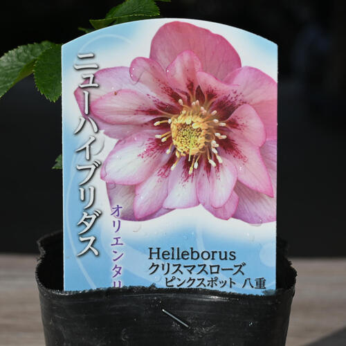 楽天市場】2023年新入荷苗 クリスマスローズ オリエンタリス ピンク