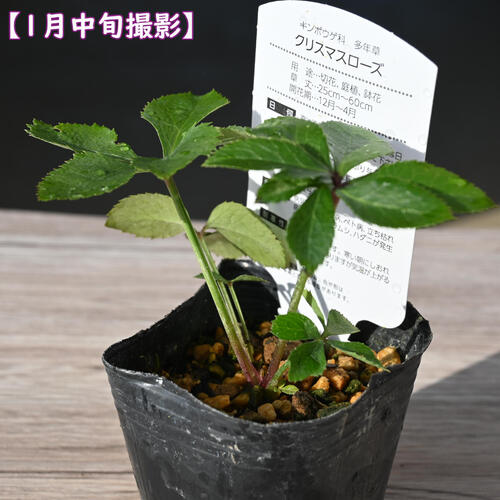 楽天市場】2023年新入荷苗 クリスマスローズ ダブル咲き ホワイト