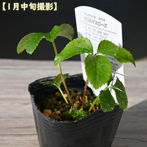 楽天市場】2023年新入荷苗 クリスマスローズ ダブル咲き ゴールド系