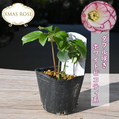 楽天市場】新入荷苗 クリスマスローズ ダブル咲き ホワイトピコティ系