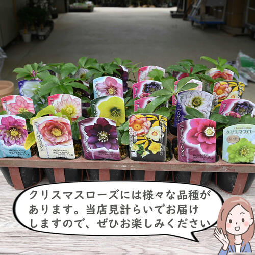 楽天市場】2023年新入荷苗 クリスマスローズ 24種セット クリスマス