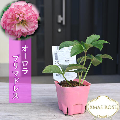 楽天市場】2023年新入荷 クリスマスローズ 苗 オーロラプリマドレス