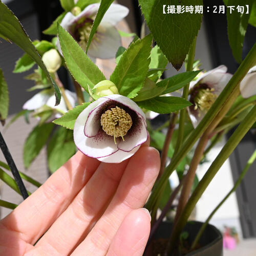 楽天市場】※現品をお届けします【2024年2月下旬 開花中】クリスマス